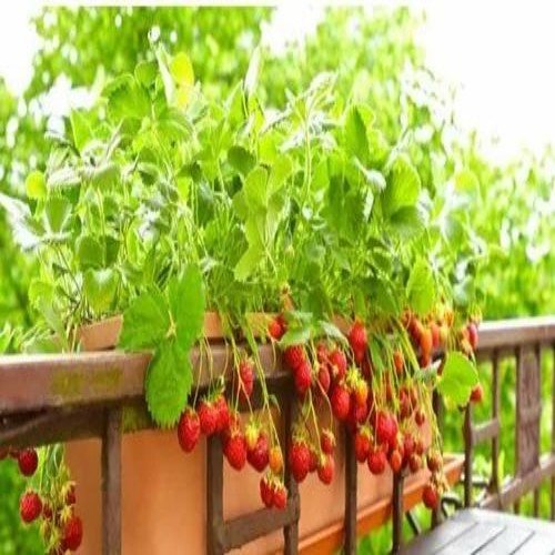 Full Sun Exposure Strawberry Plant